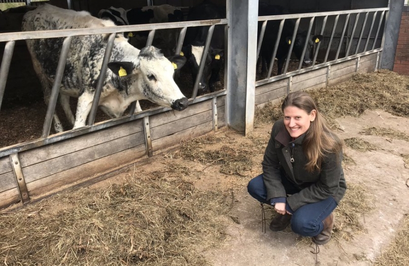 Theo Clarke MP at a dairy farm