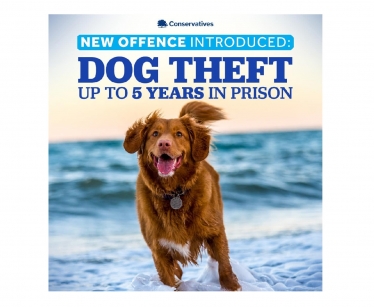 Dog Theft 